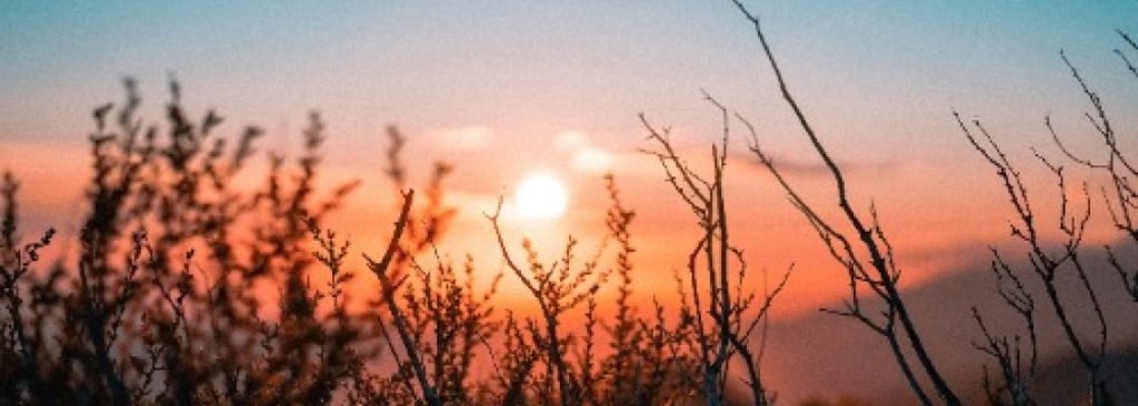 Services 01 1024x366 1