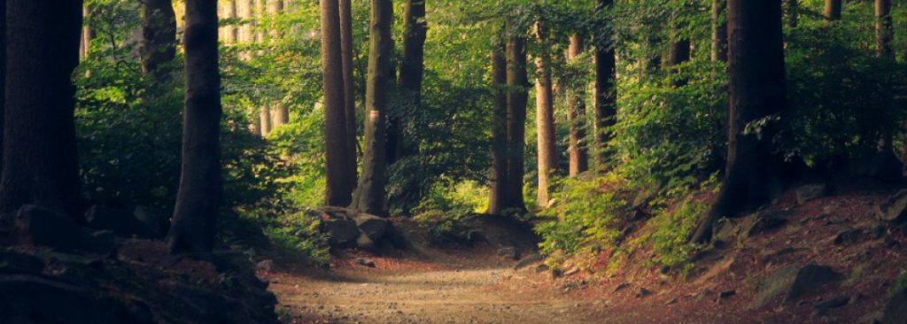 Services 02 1024x366 1